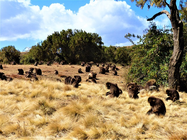 Geladas